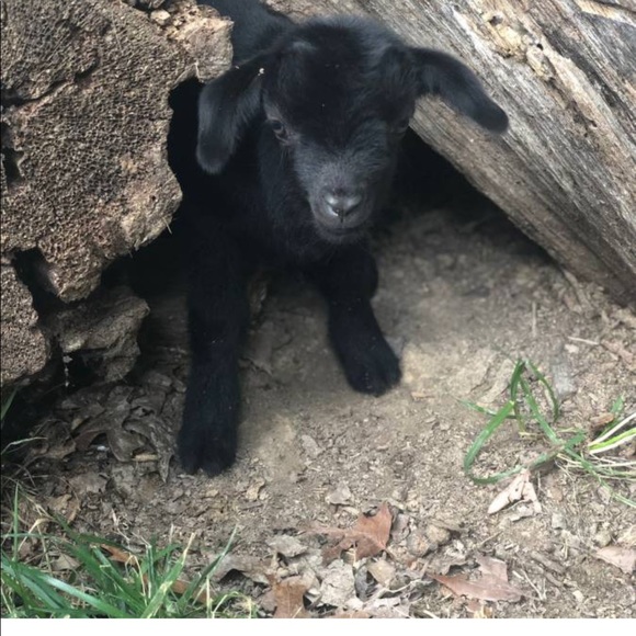 Meet your Posher, Ashley - Picture 5 of 9